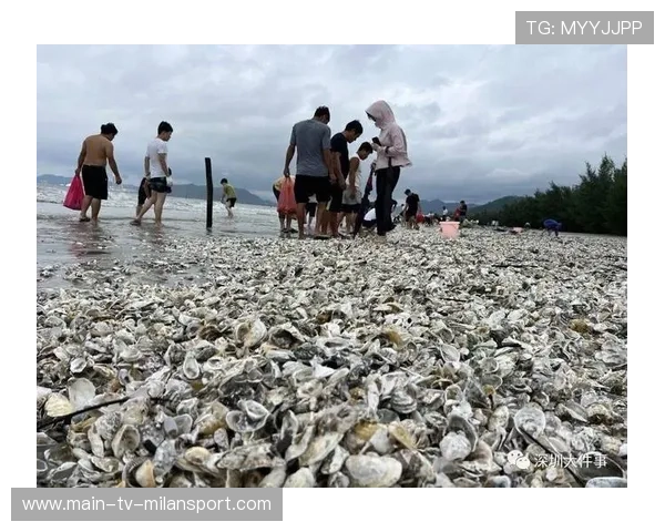 惠州海滩台风后现“海鲜盛宴”